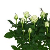 Rosa weiß 45cm im 17cm Topf Nahaufnahme