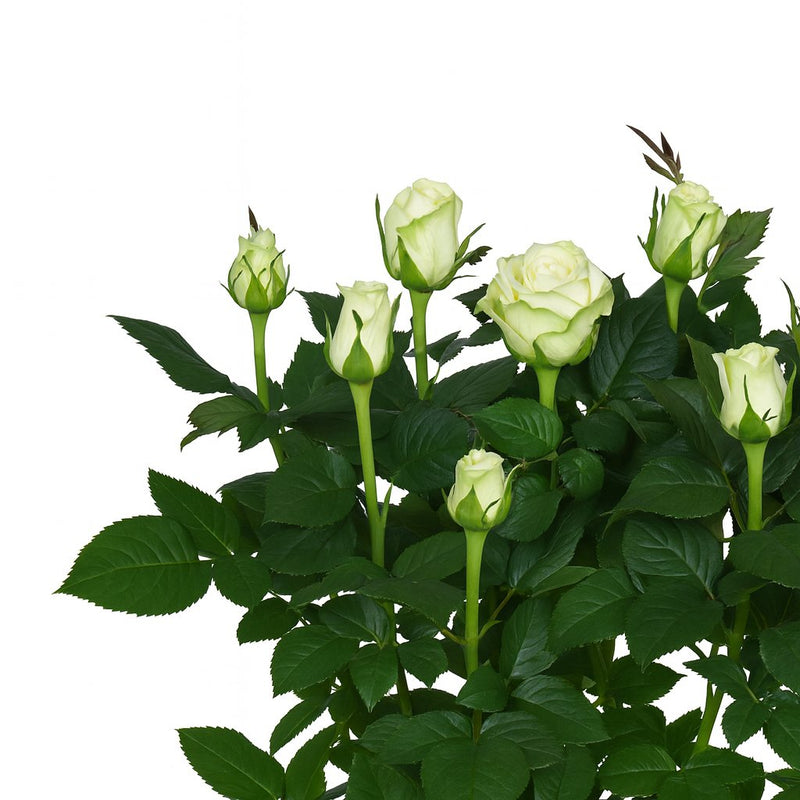 Rosa weiß Detail