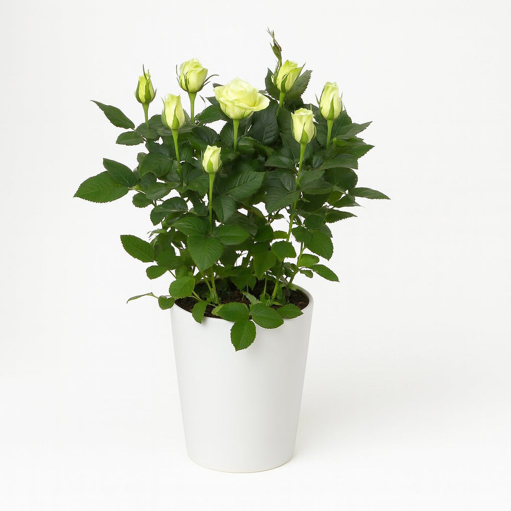 Rosa weiß 45cm im 17cm Topf