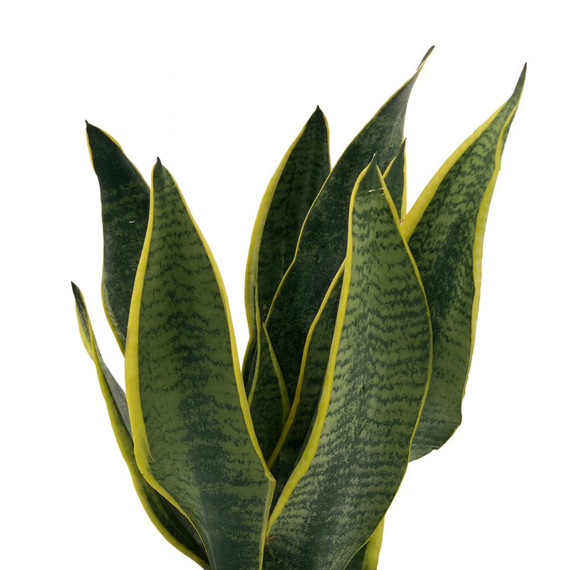 Sansevieria Superba Detail