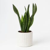Sansevieria Whitney 27cm
