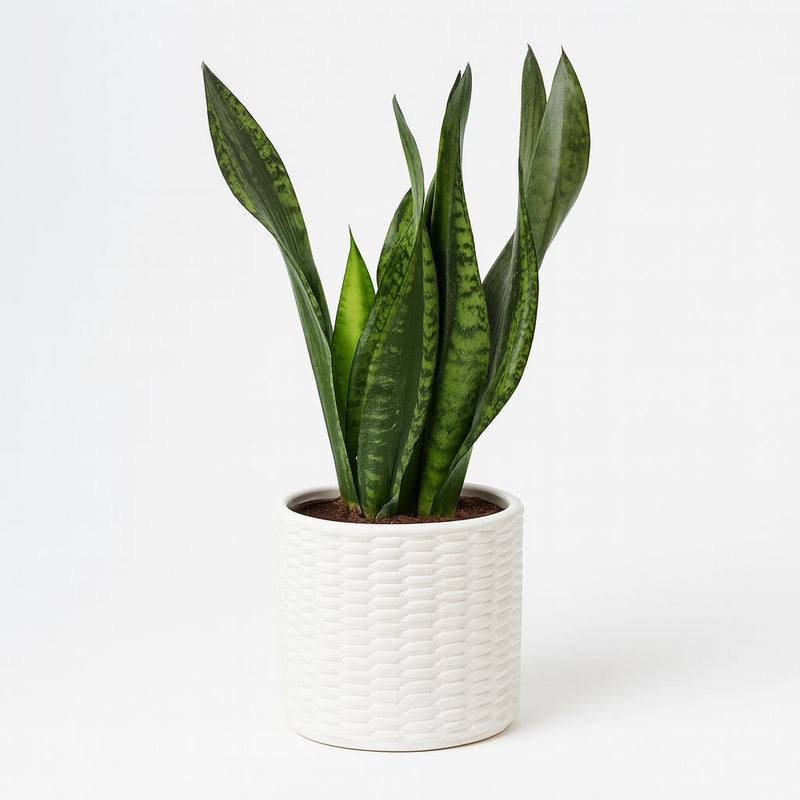 Sansevieria Whitney - 27cm Detail
