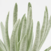 Senecio Scaposus 15cm Nahaufnahme