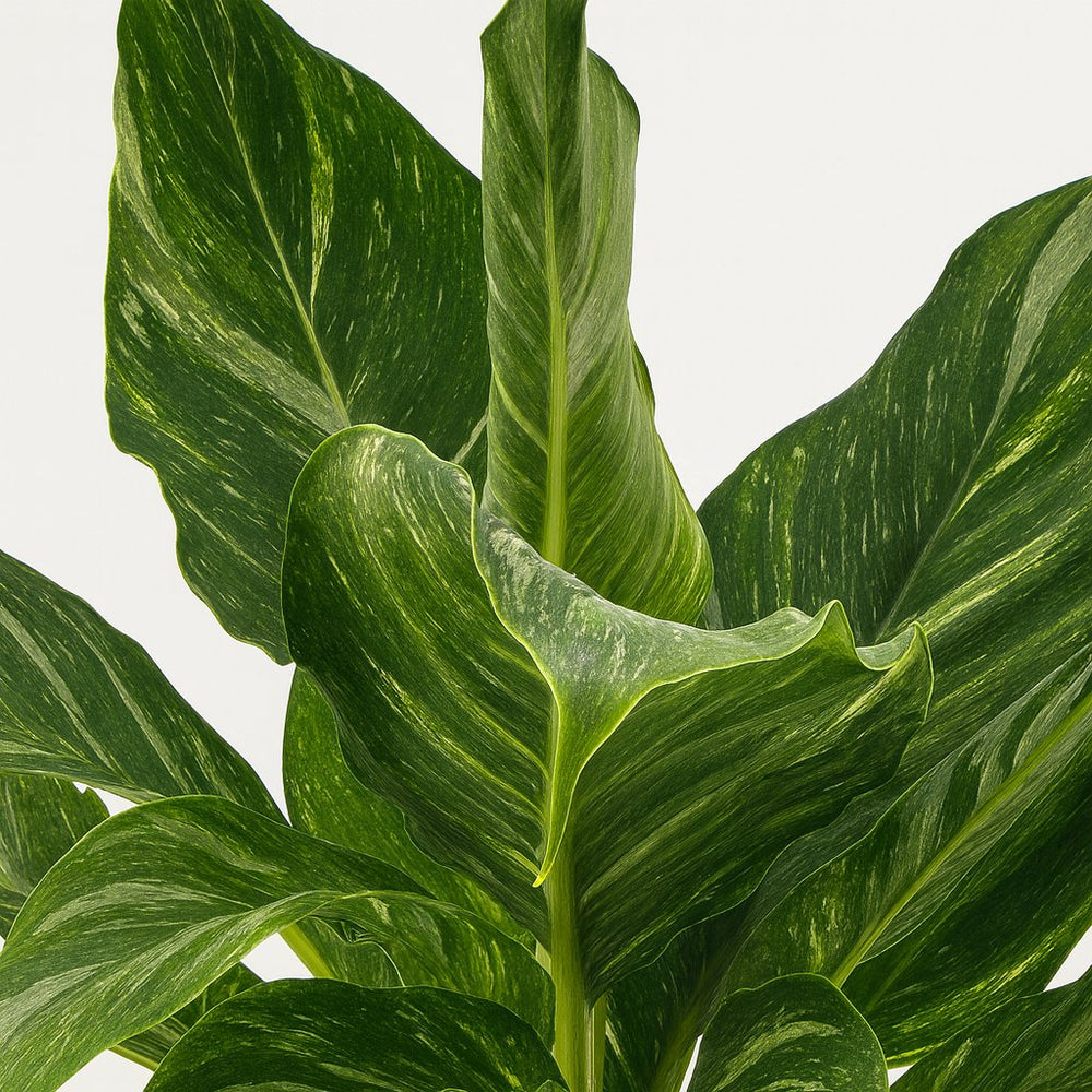 Spathiphyllum Diamond 40cm Nahaufnahme