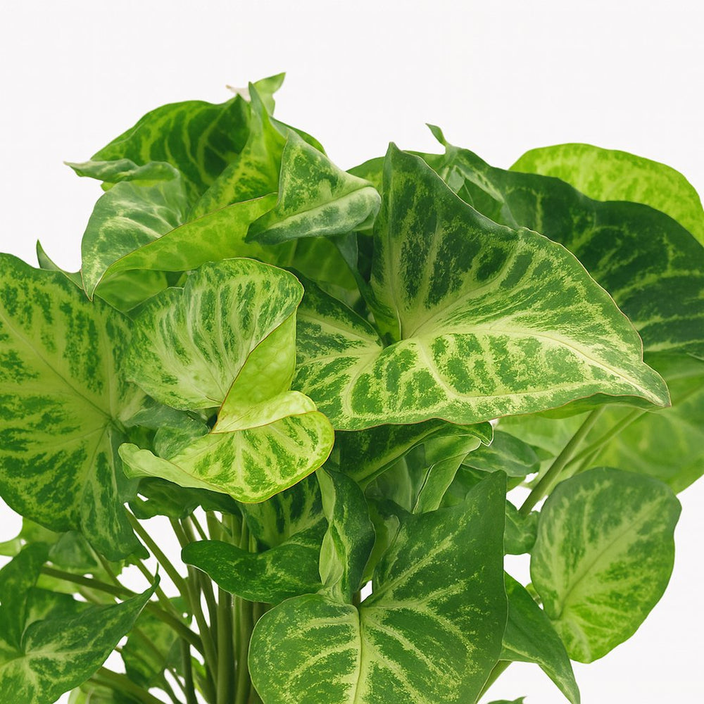 Syngonium Arrow 25cm Nahaufnahme