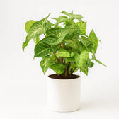Syngonium Arrow 25cm