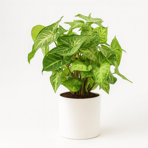 Syngonium Arrow 25cm