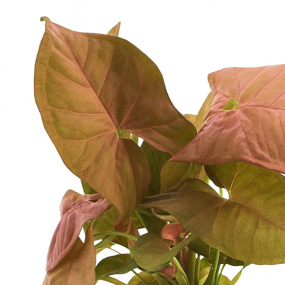 Syngonium Neon 25cm Nahaufnahme