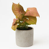 Syngonium Neon 25cm