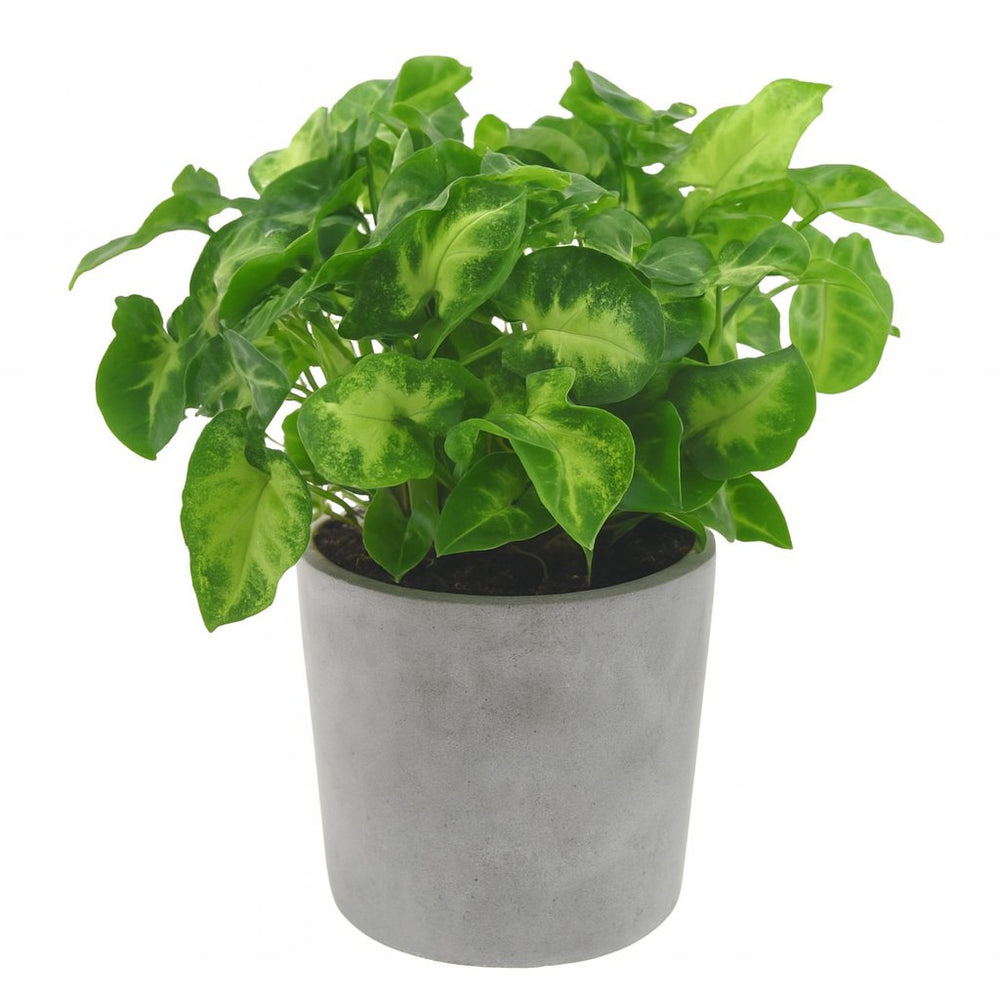 Syngonium Pixie 20cm