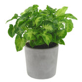 Syngonium Pixie 20cm