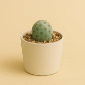 Tephrocactus Geometricus 25cm