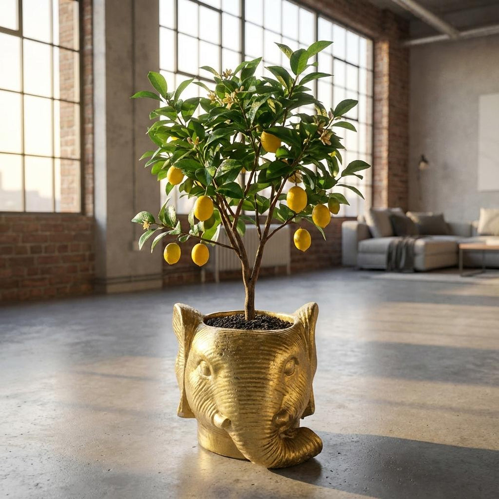 Übertopf Elefant Gold – Ø12cm