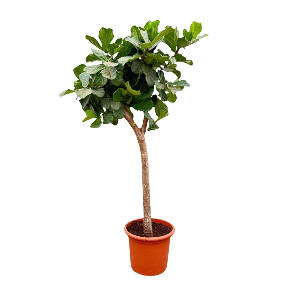 Ficus Lyrata 230cm im 40-45cm Topf