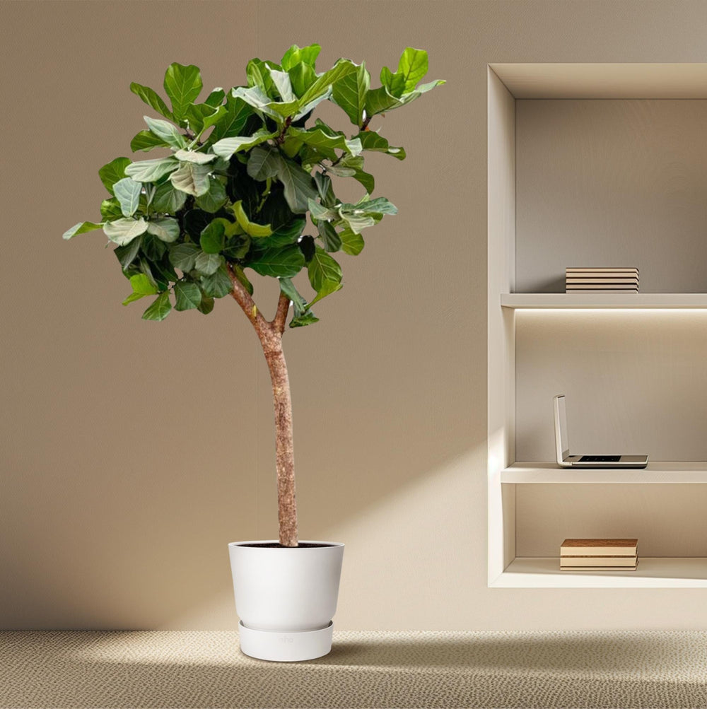 Ficus Lyrata 230cm im 40-45cm Topf Set