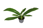 Philodendron Campiii - 40cm