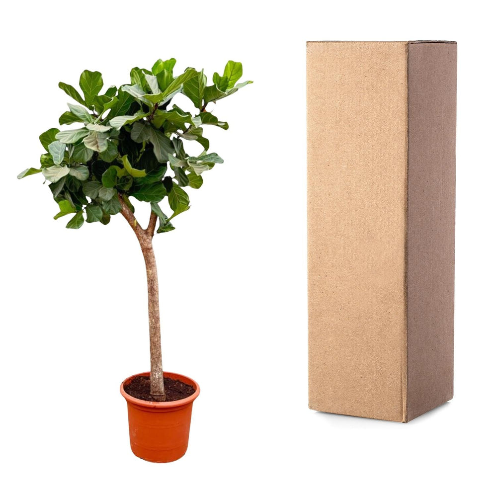 Ficus Lyrata 230cm im 40-45cm Topf Nahaufnahme