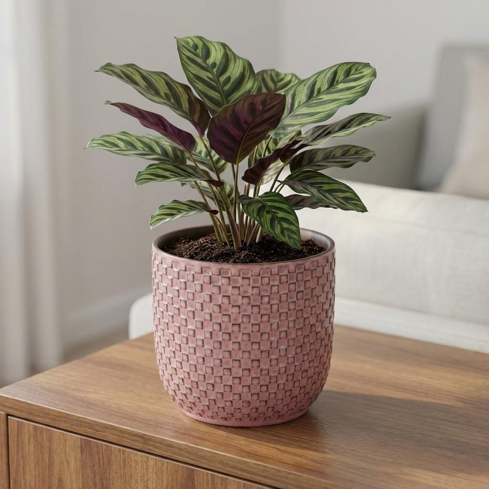 Minitopf Relief Rosa – Ø7cm