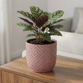 Minitopf Relief Rosa – Ø7cm