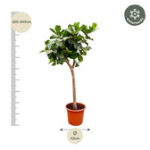 Ficus Lyrata 230cm im 40-45cm Topf Detail