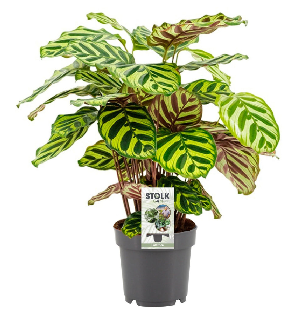Calathea Makoyana 45cm im 14cm Topf