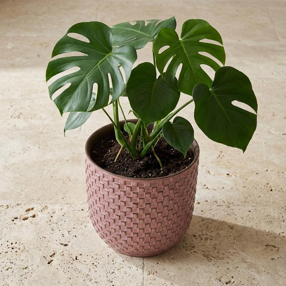 Minitopf Relief Rosa – Ø7cm
