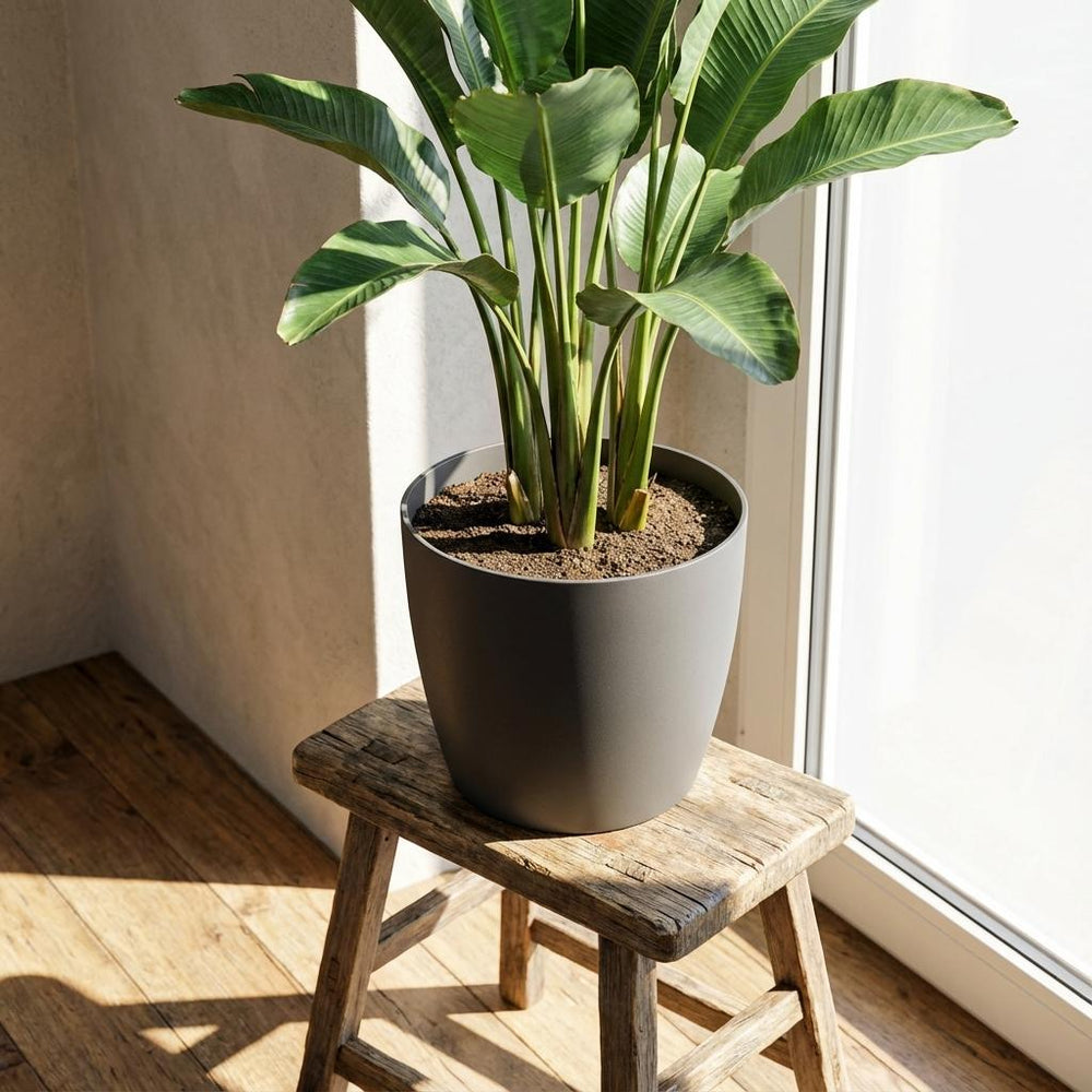 Elho Brussels Anthrazit – Ø7cm
