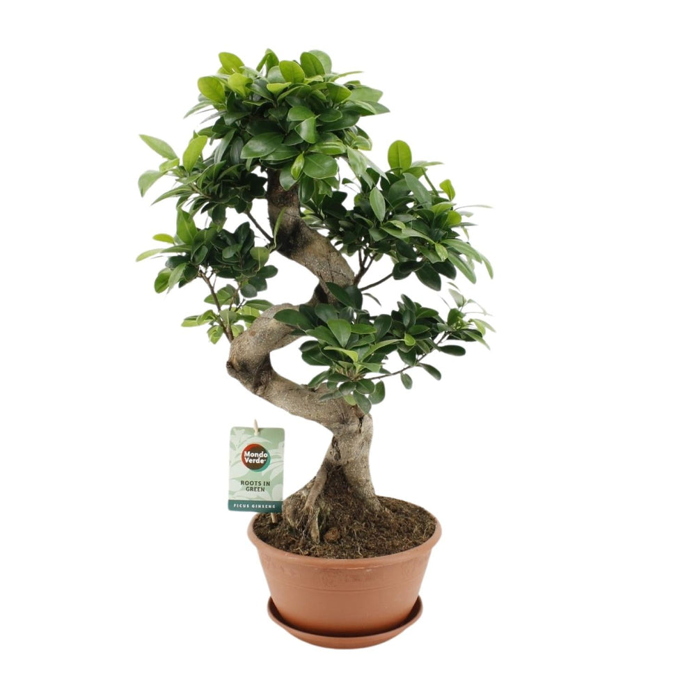 Ficus Ginseng 60cm im 22cm Topf