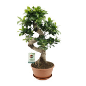 Ficus Ginseng 60cm im 22cm Topf