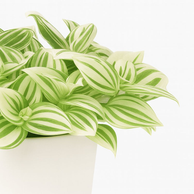 Tradescantia Brightness - 20cm Detail