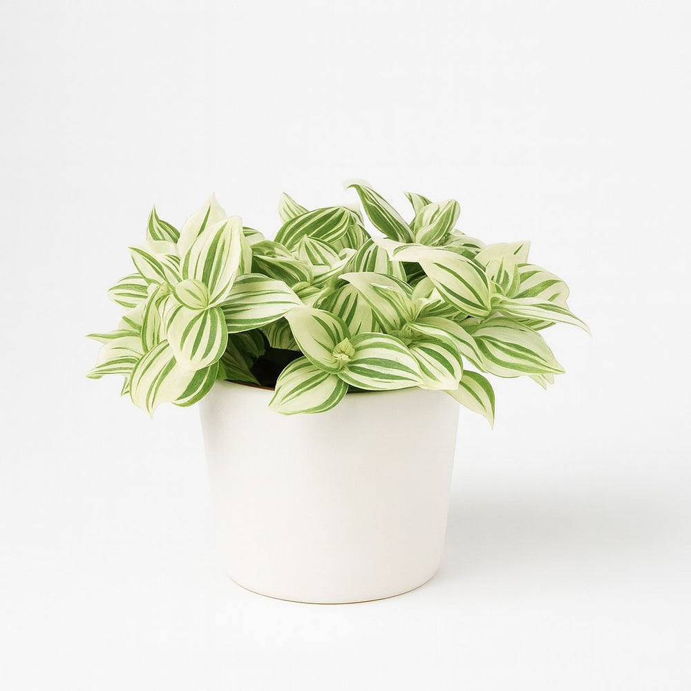 Tradescantia Brightness 20cm
