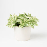 Tradescantia Brightness 20cm