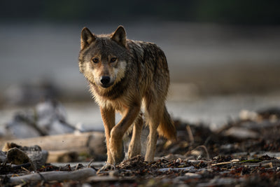 Küstenwolf auf Porcher Island, Kanada. Urheber:in: Fabian Mühlberger / www.wilderness-international.org